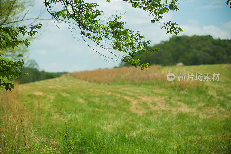 田纳西州Rolling Hills农场景观背景复制空间